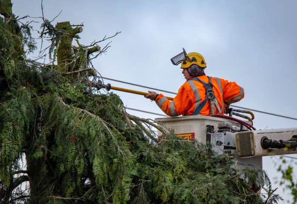 Tree and Shrub Care in Othello, WA